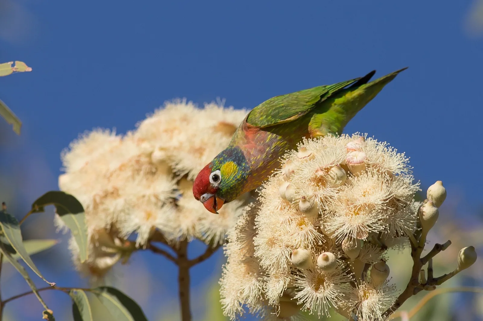 Varied Lorikeet