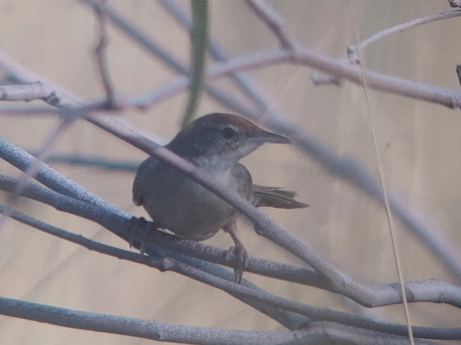 Spinifexbird