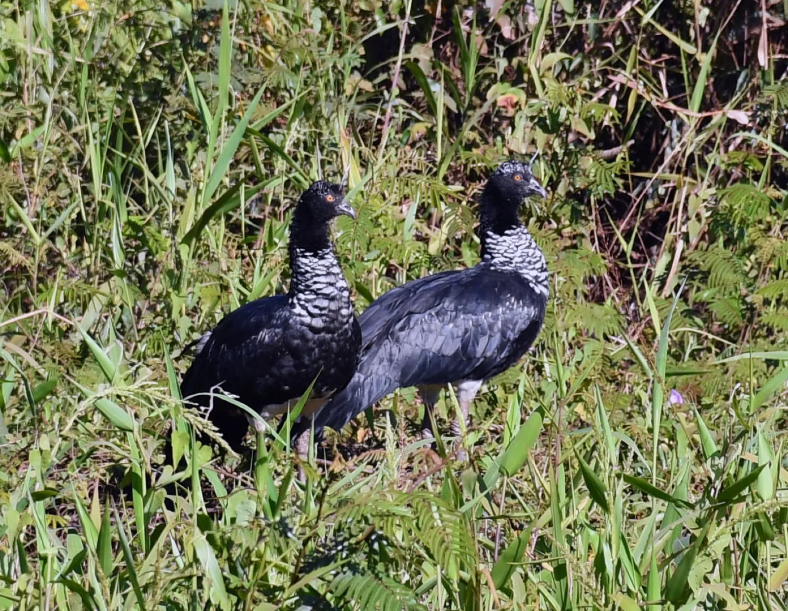 Horned Screamer