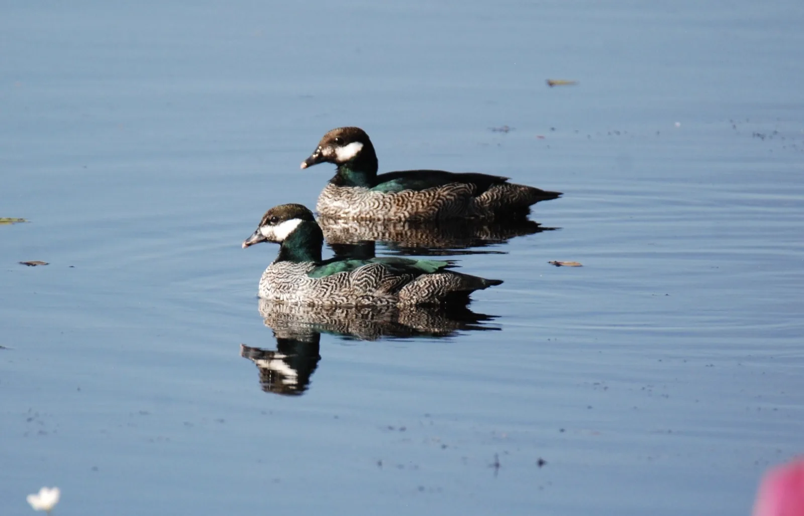 Green Pygmy Goose
