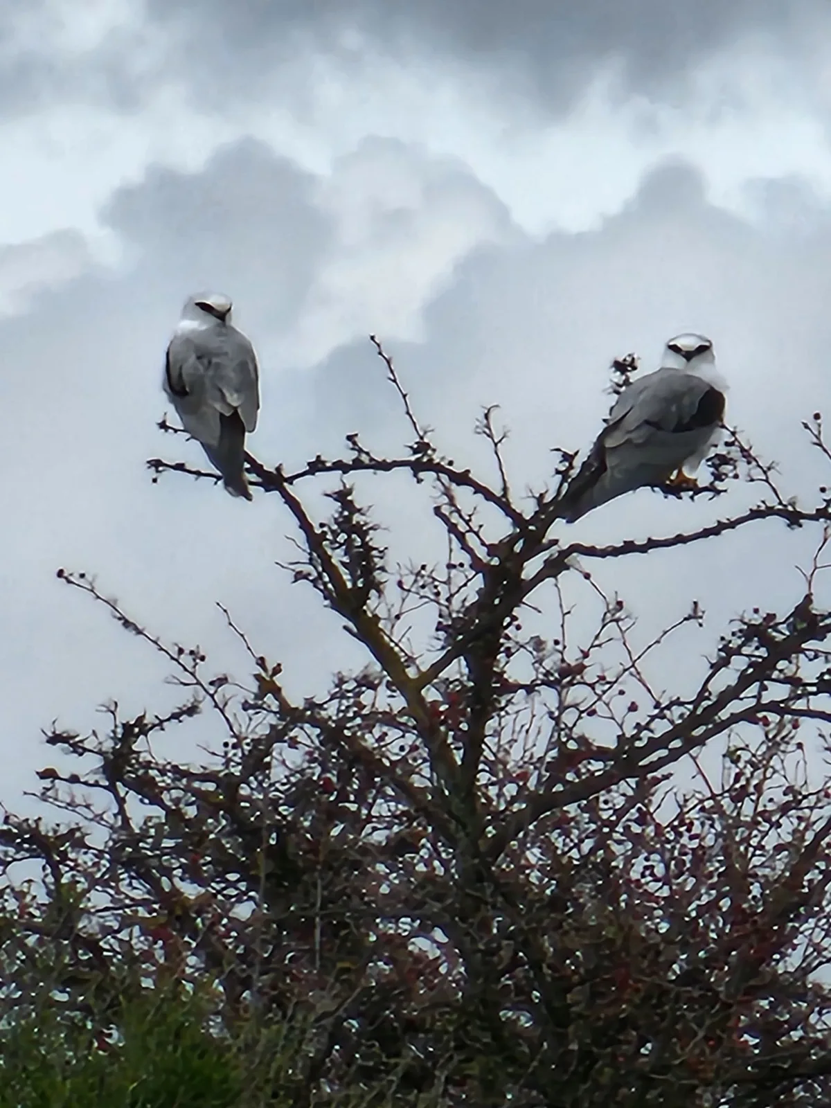Black-shouldered Kite