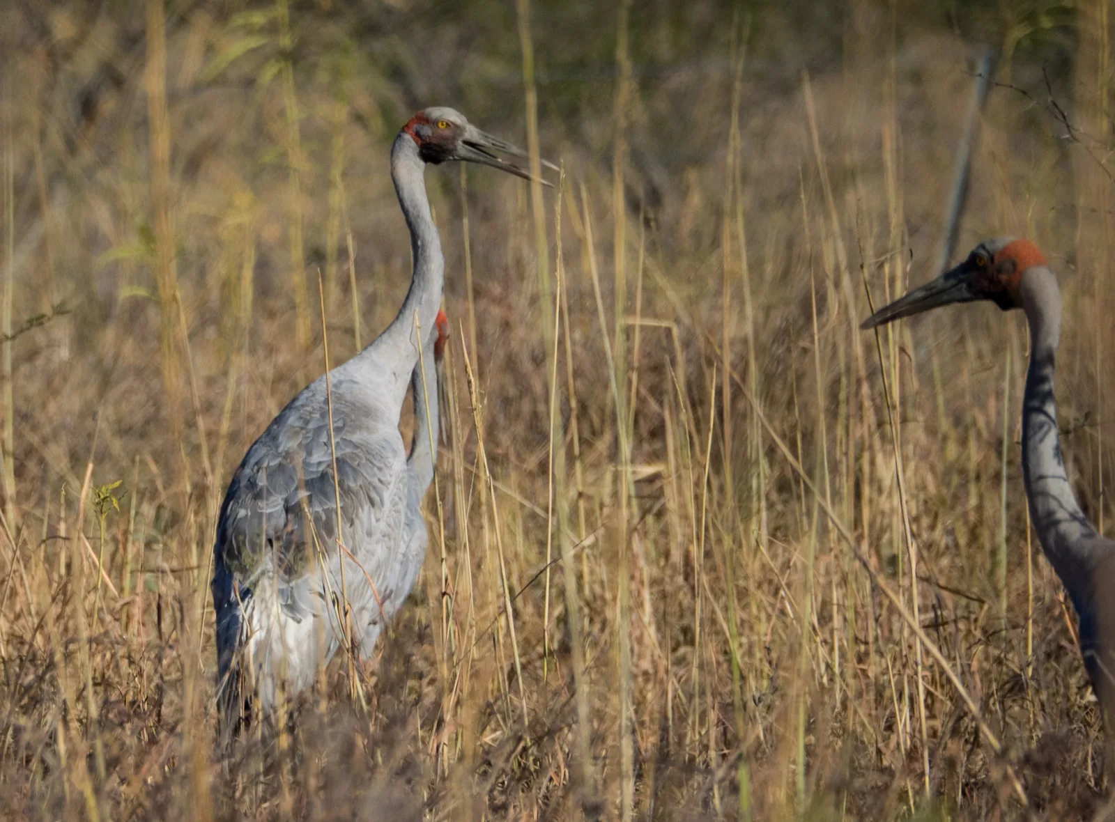 Brolga