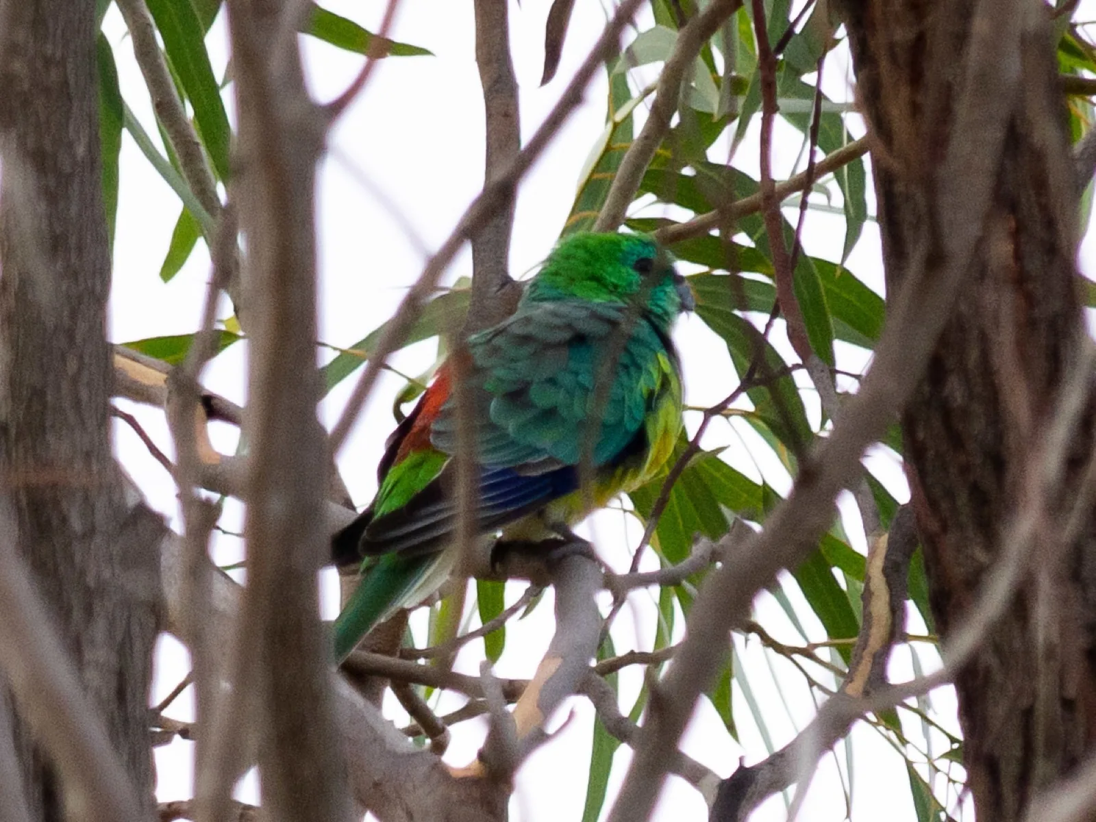 Red-rumped Parrot
