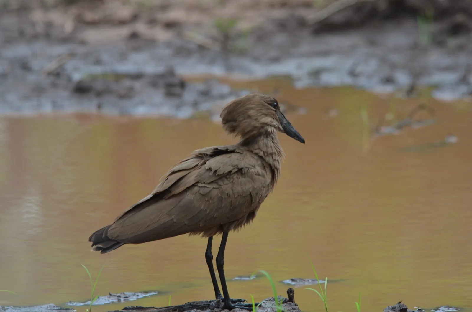 Hamerkop