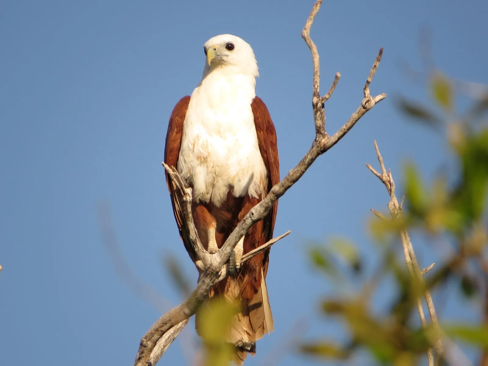 Brahminy Kite