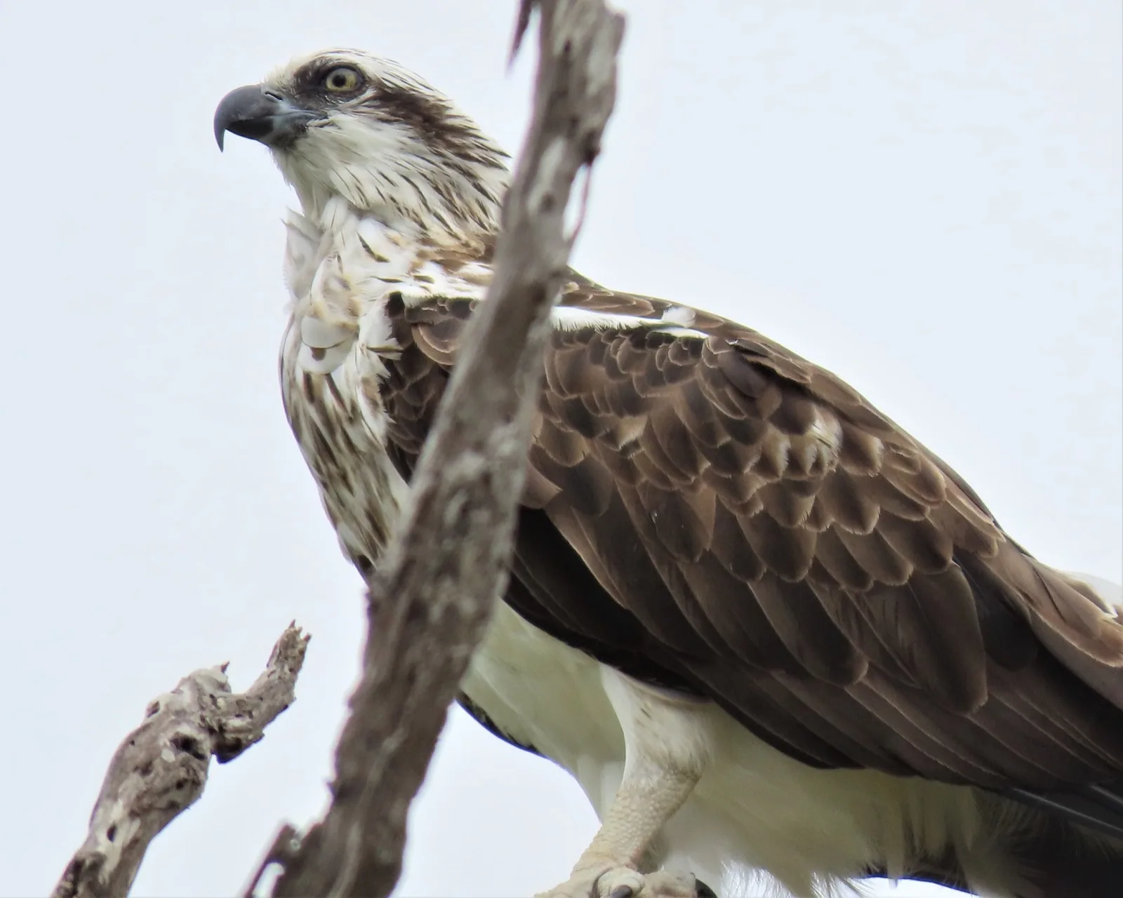Osprey