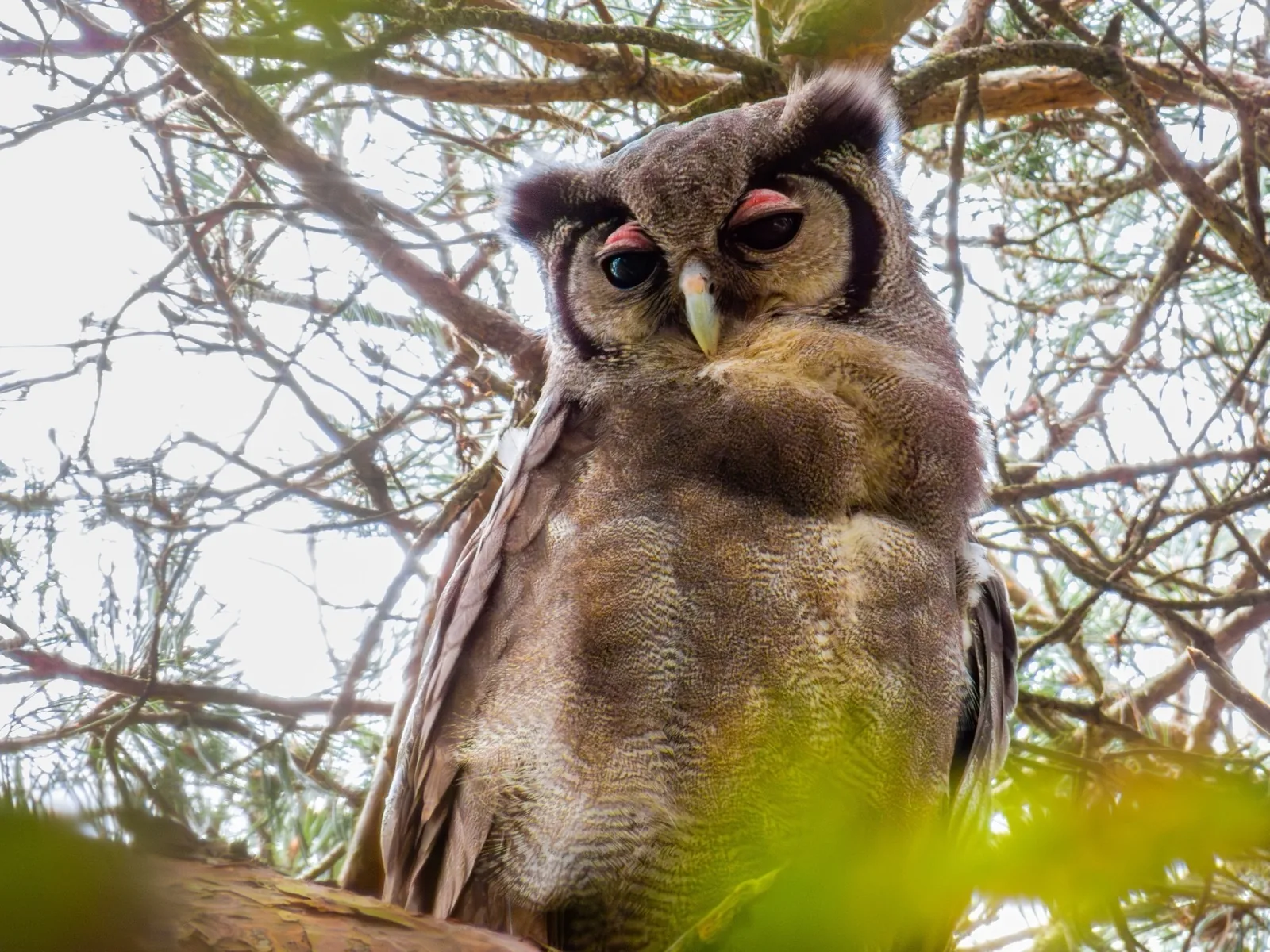 Verreaux's Eagle-Owl