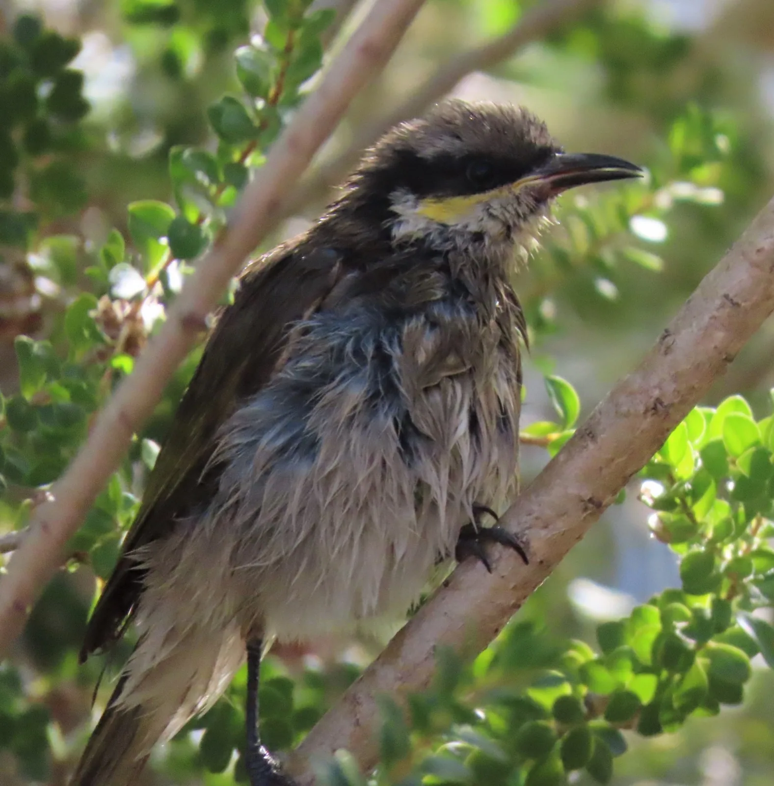 Singing Honeyeater