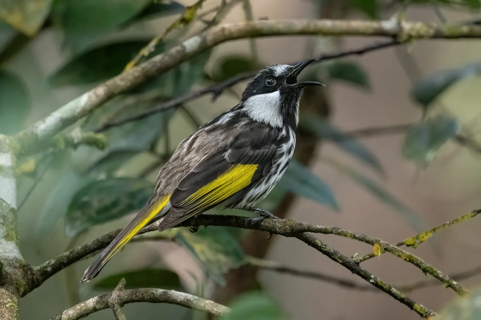 White-cheeked Honeyeater