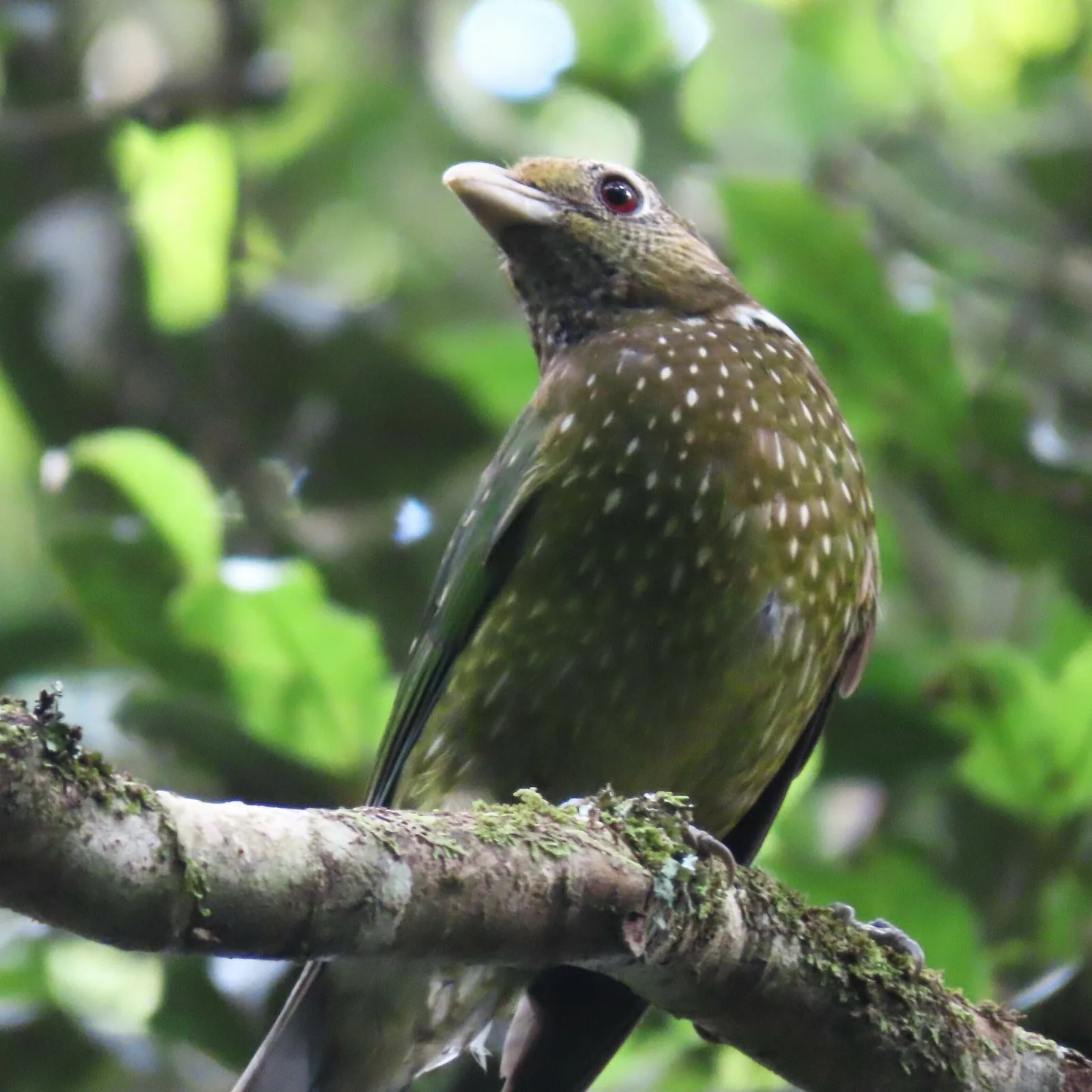 Green Catbird