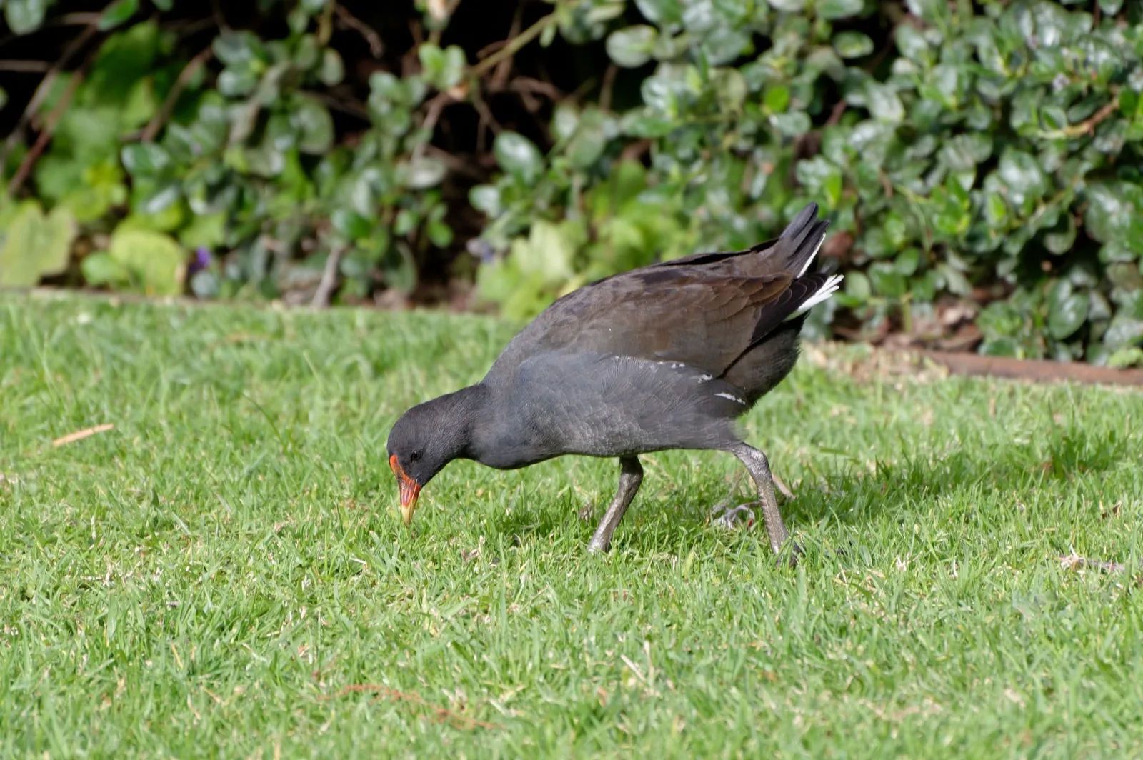 Dusky Moorhen