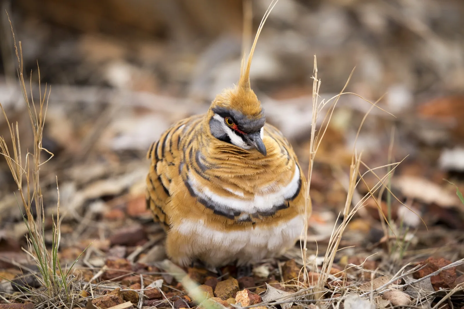 Spinifex Pigeon