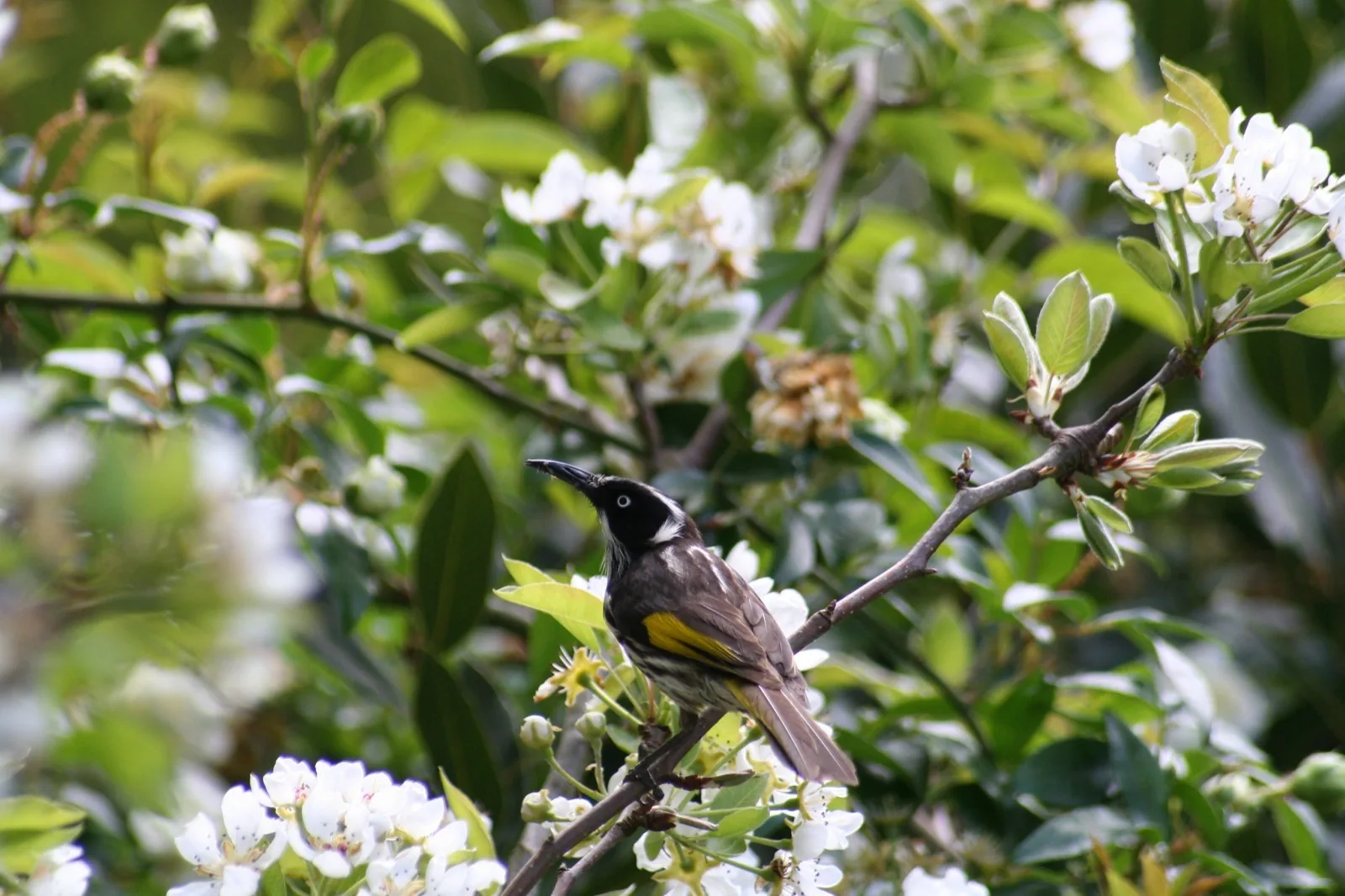 New Holland Honeyeater