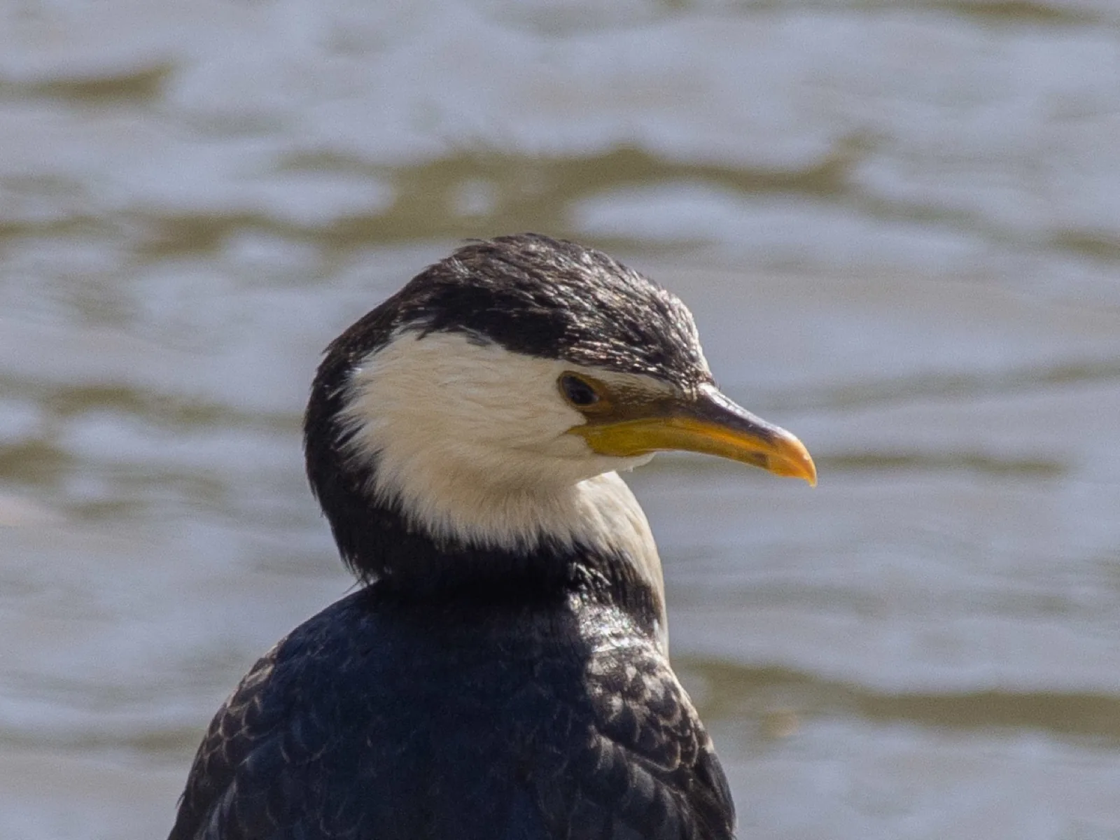 Little Pied Cormorant