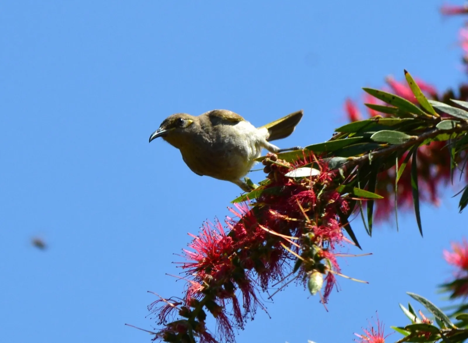 Brown Honeyeater