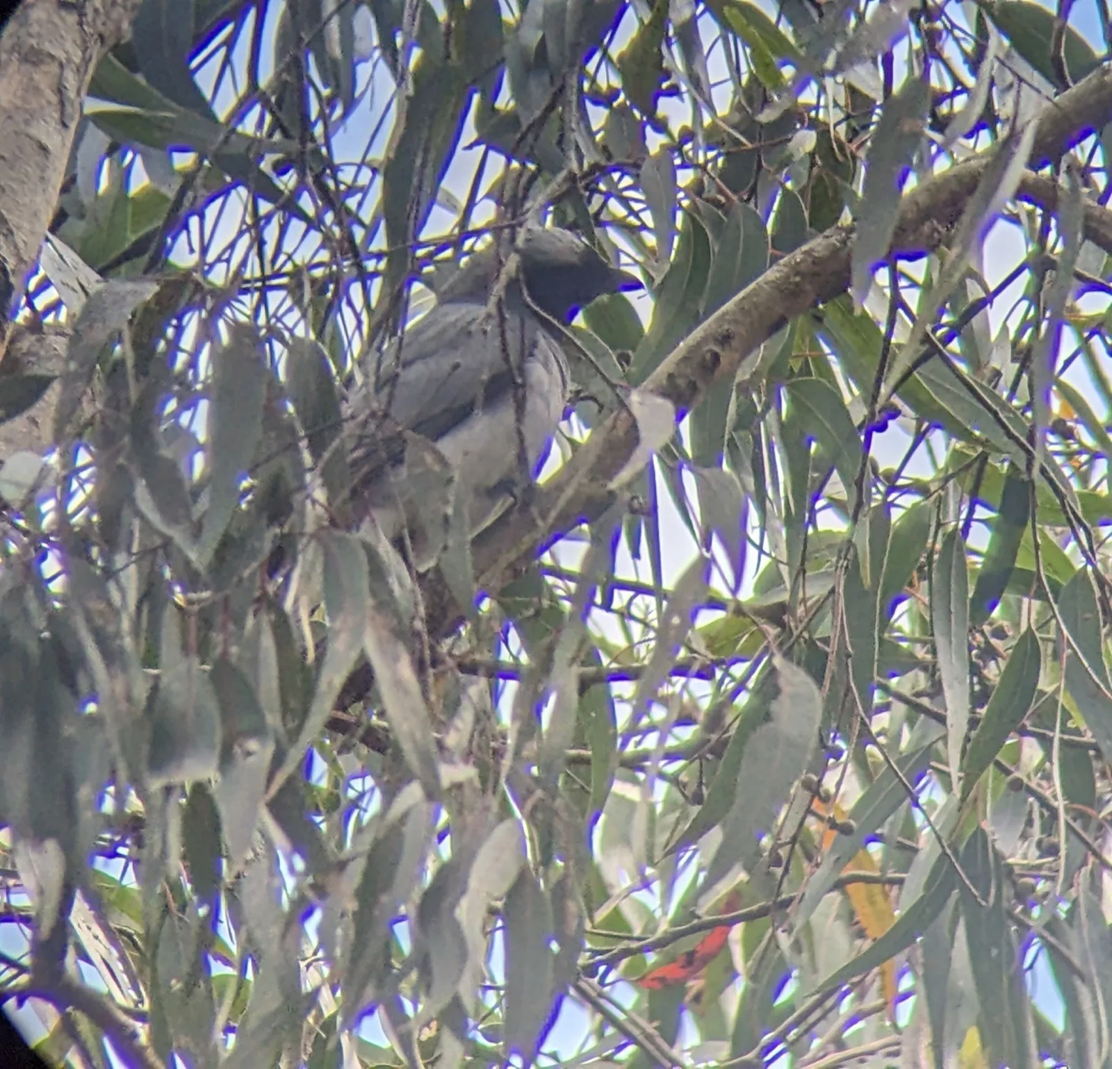 Black-faced Cuckoo-shrike