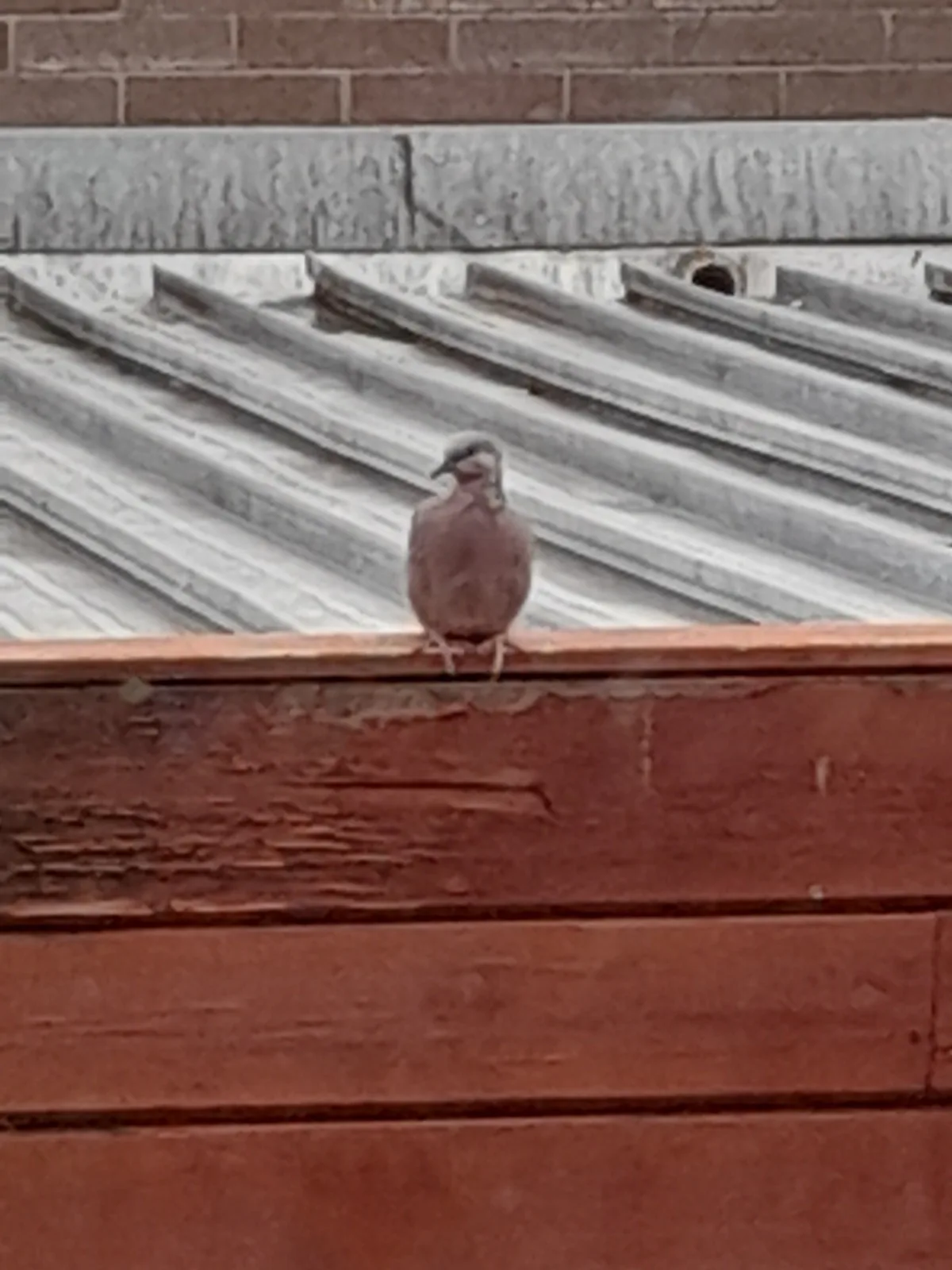 Spotted Dove