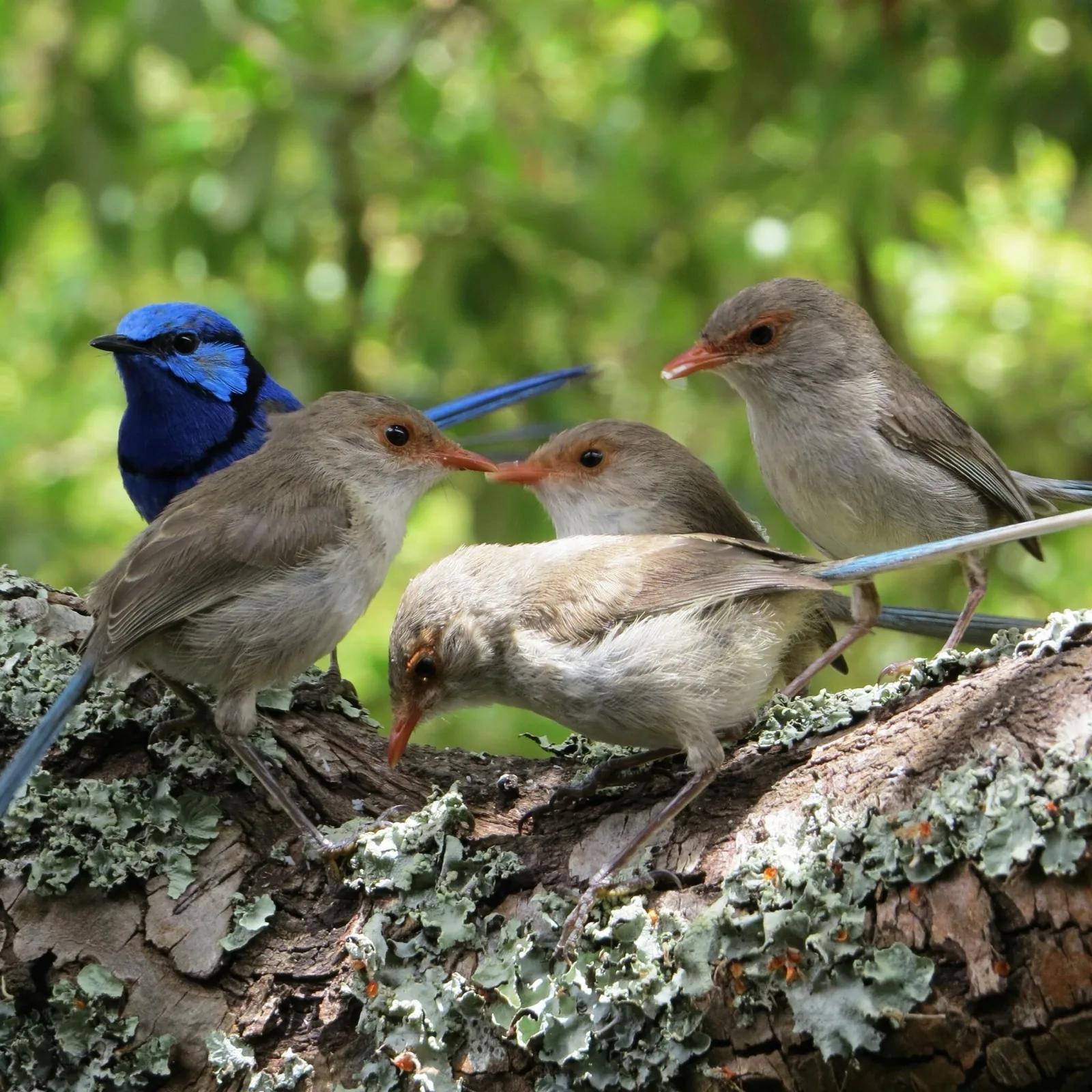 Splendid Fairy-wren