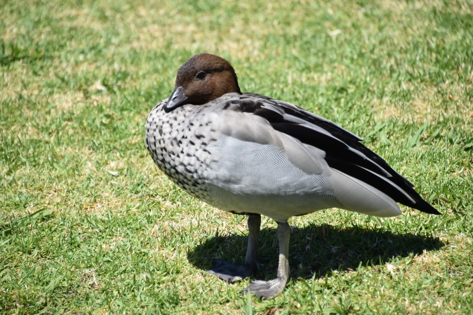 Australian Wood Duck