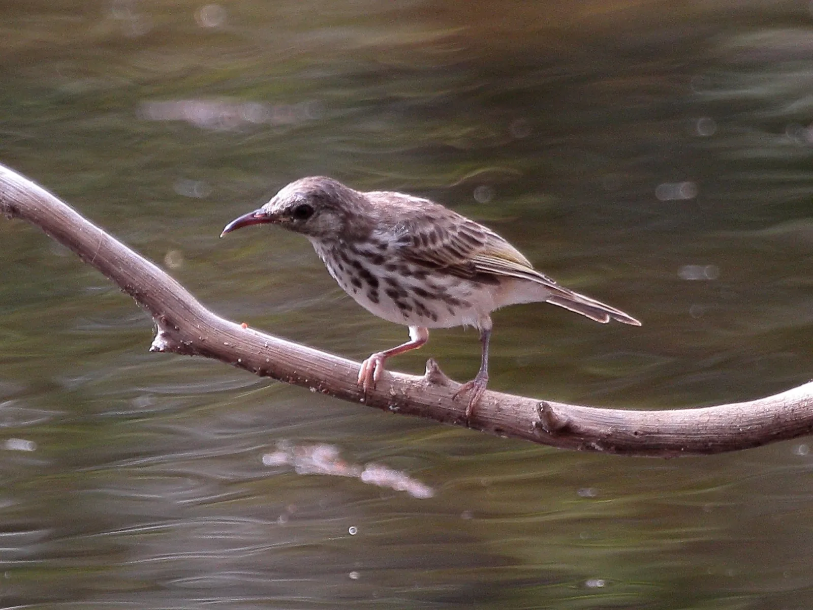 Bar-breasted Honeyeater