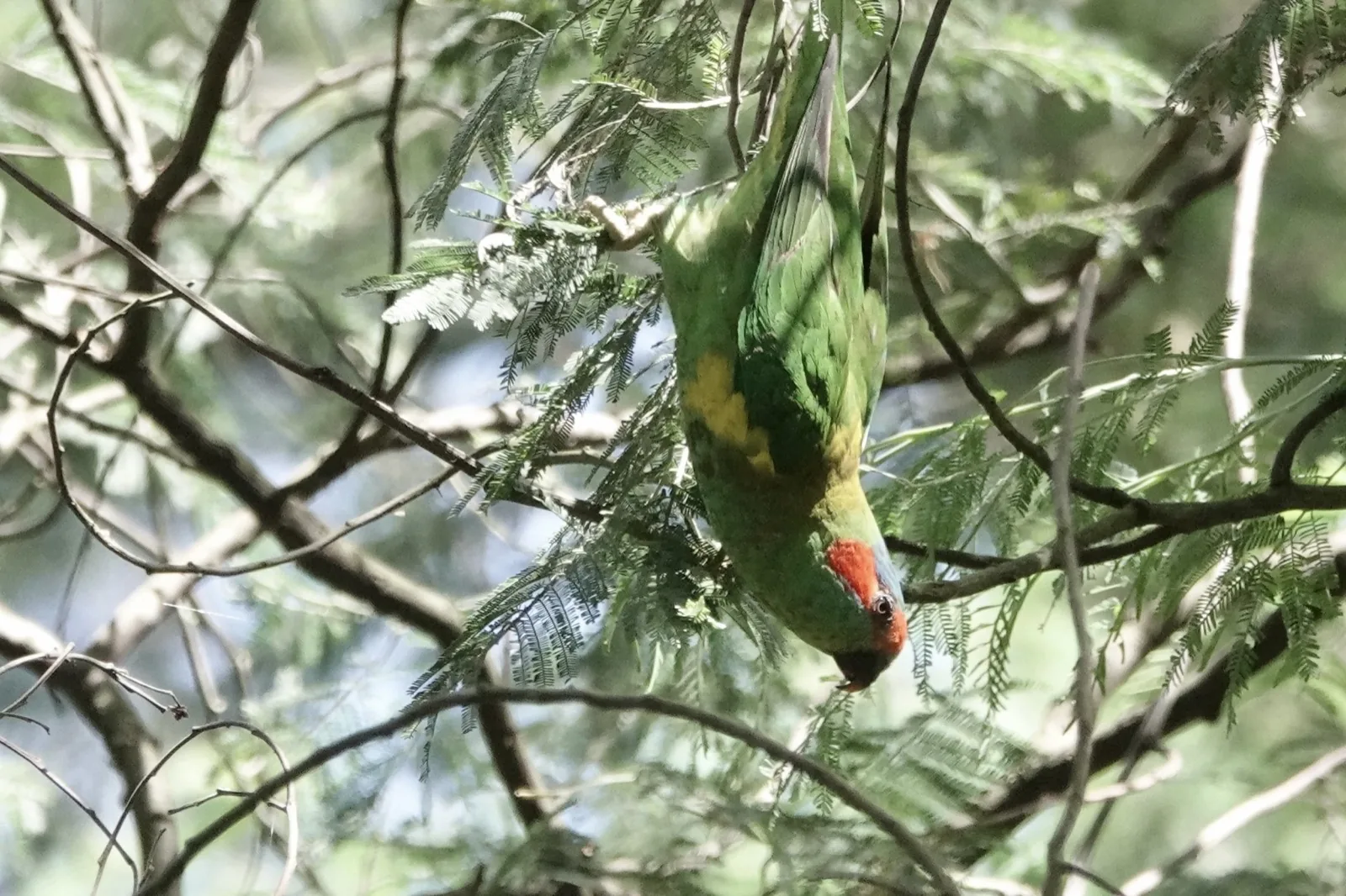 Musk Lorikeet