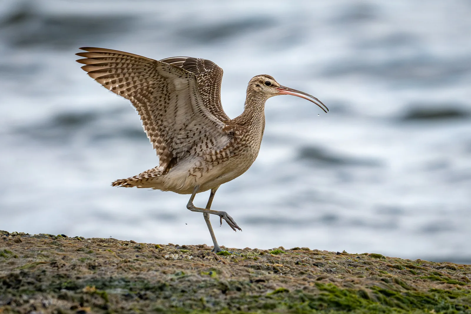 Whimbrel