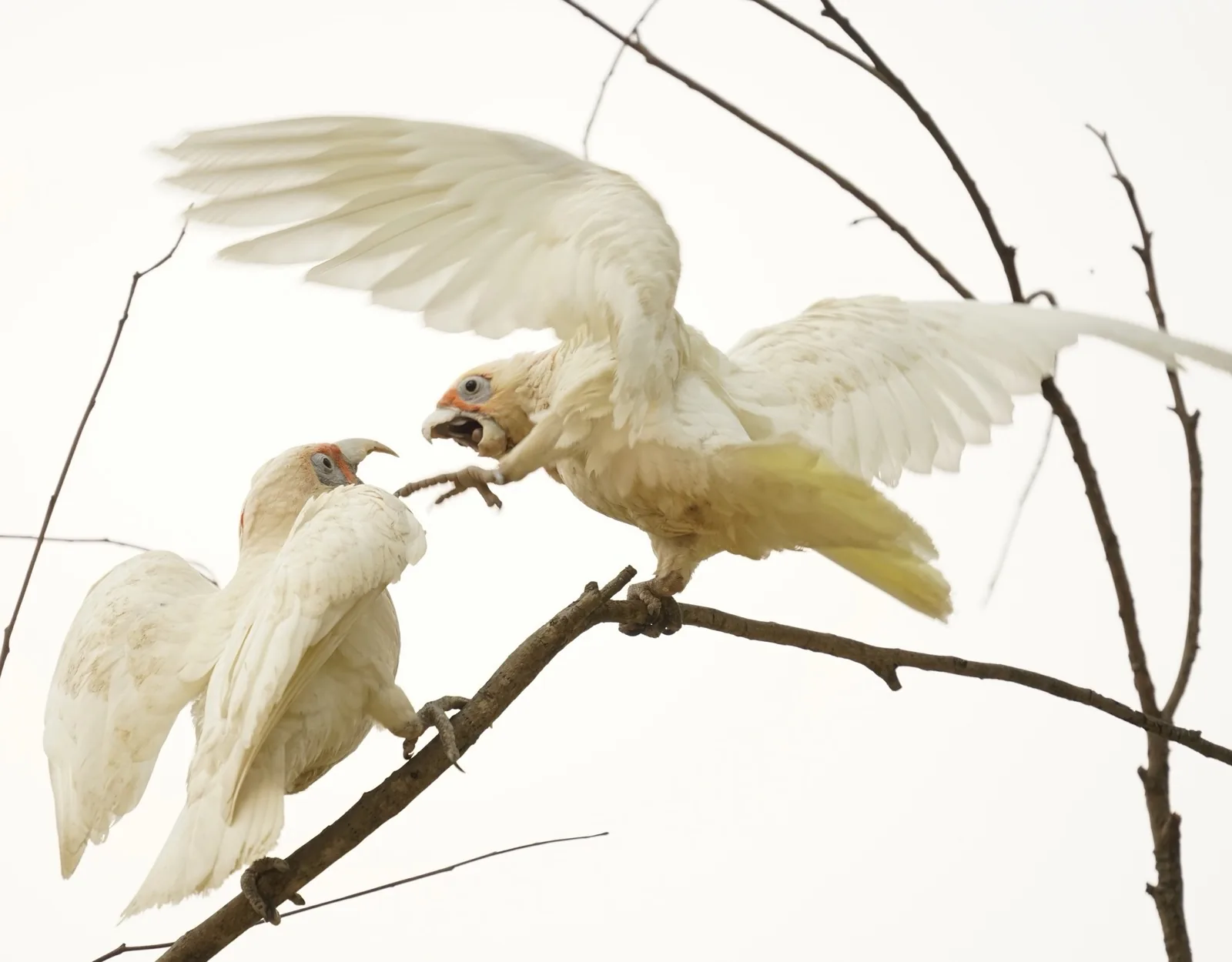 Long-billed Corella