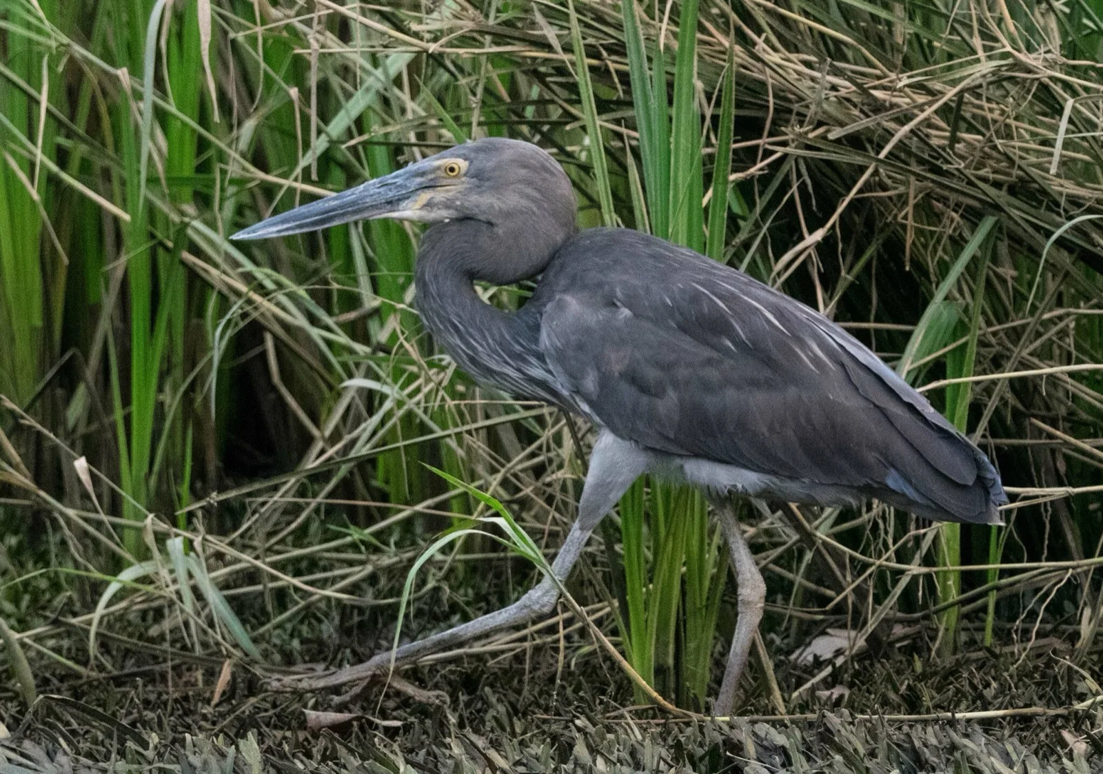 Great-billed Heron