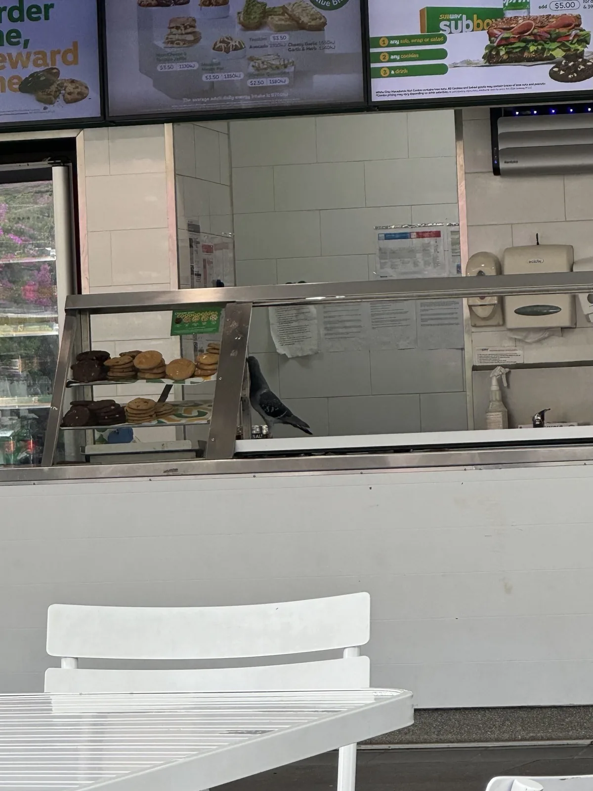 Rock Dove