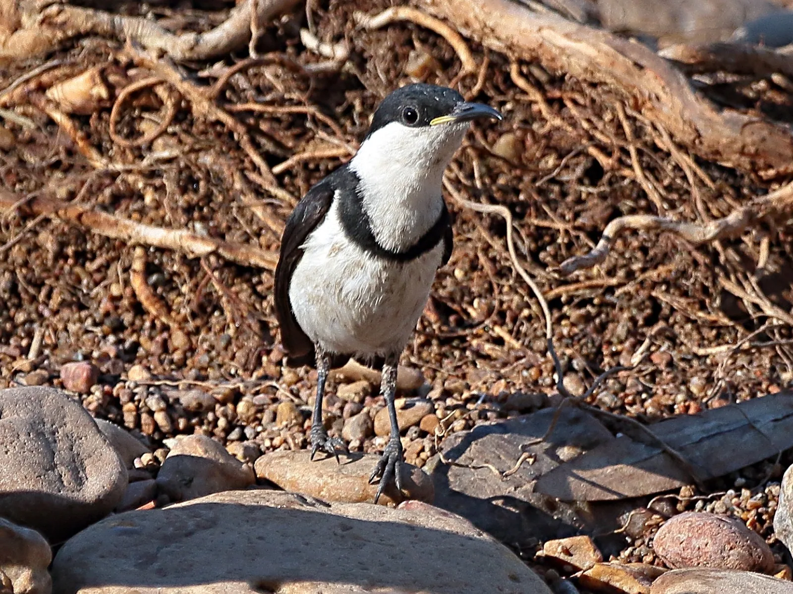 Banded Honeyeater