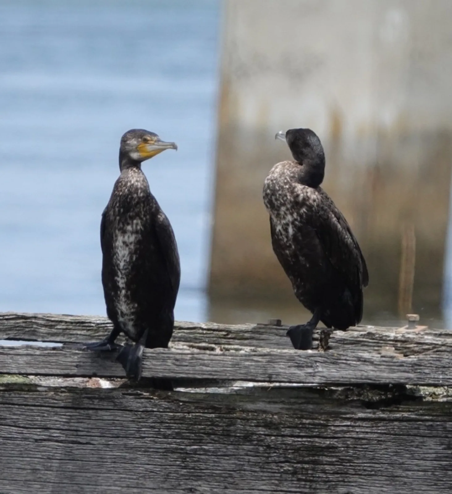 Great Cormorant