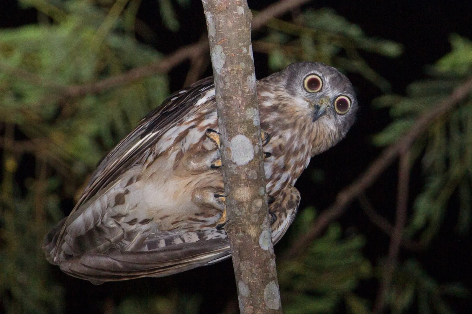 Barking Owl