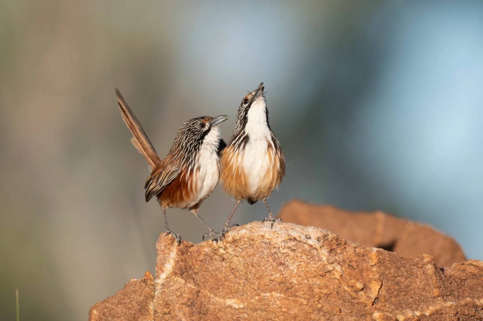 Carpentarian Grasswren