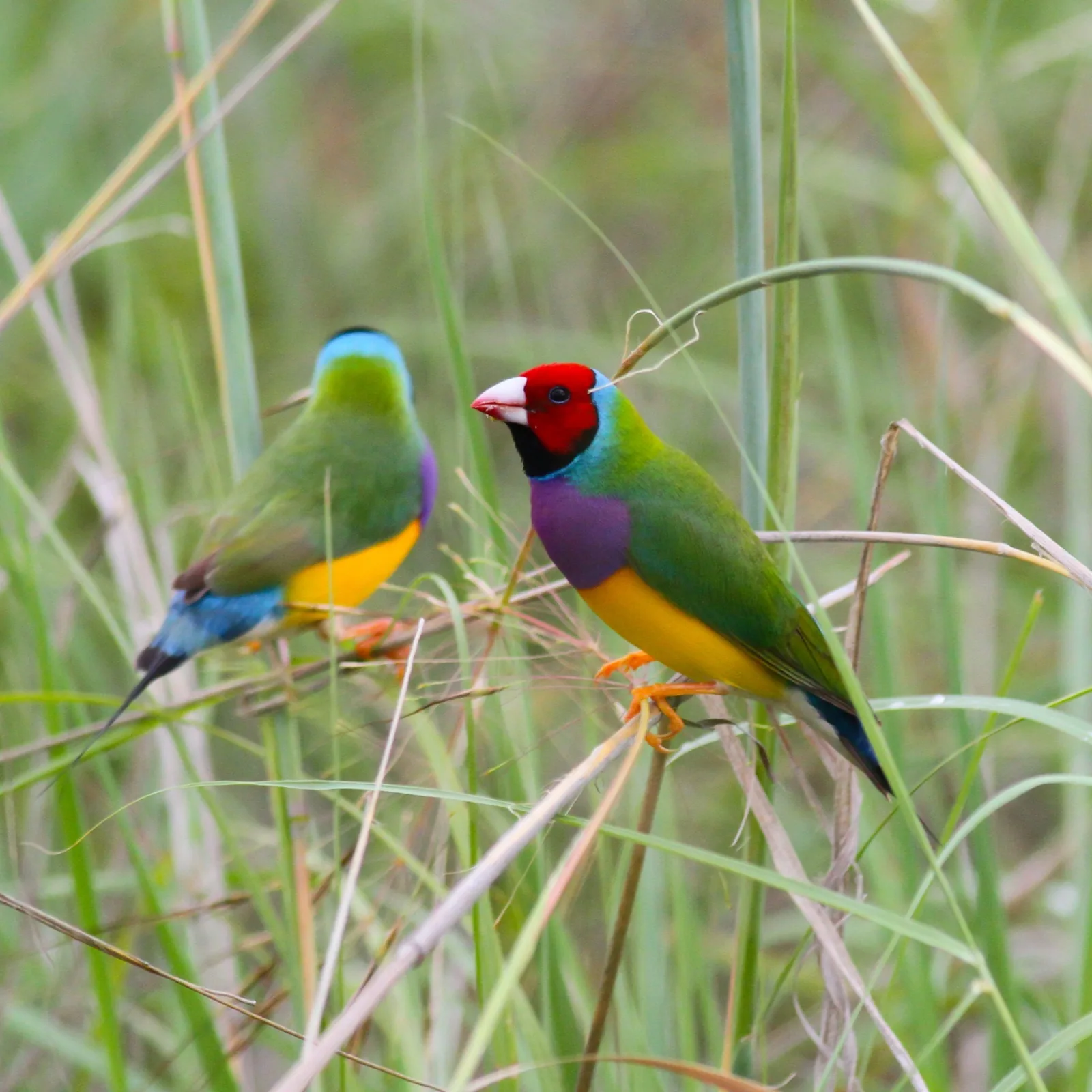 Gouldian Finch
