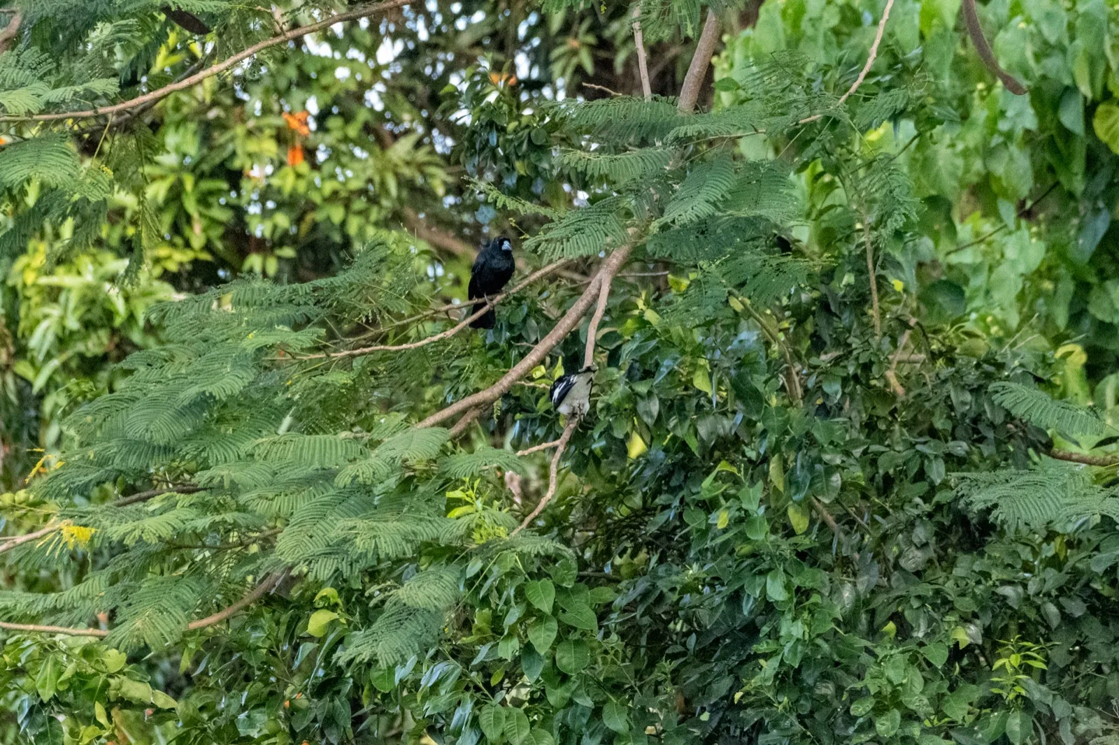 Black Butcherbird
