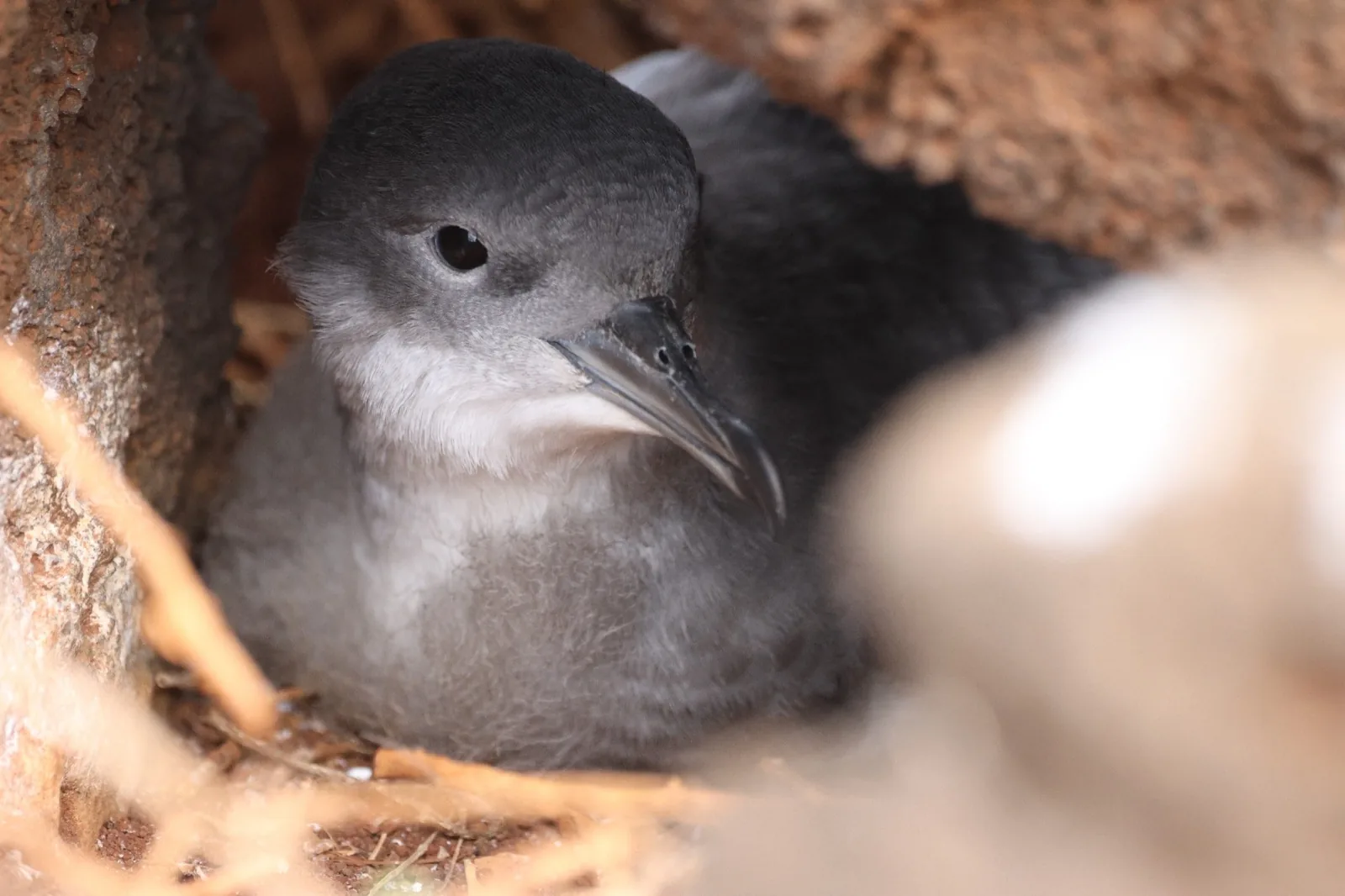 Wedge-tailed Shearwater