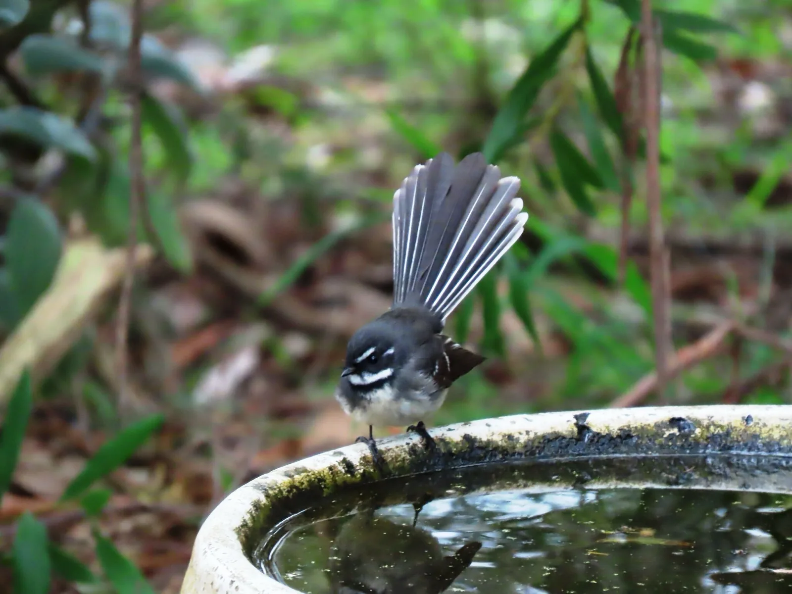 Grey Fantail