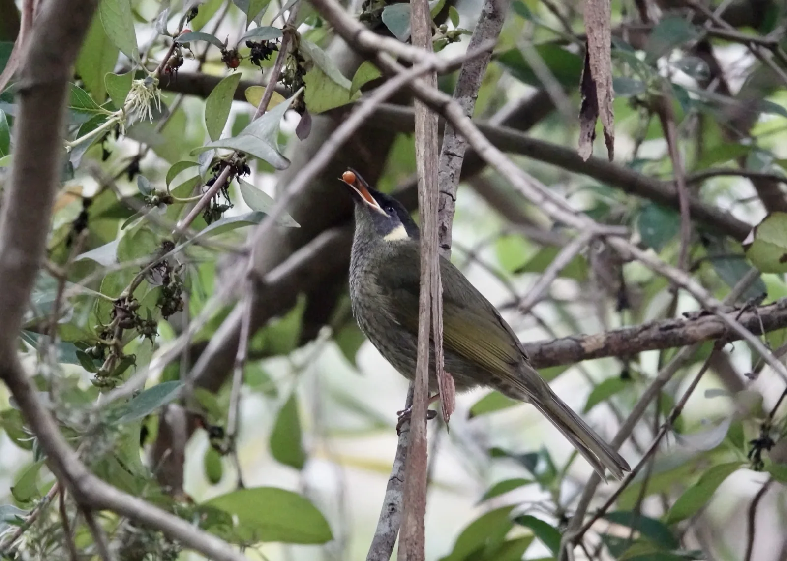 Lewin's Honeyeater