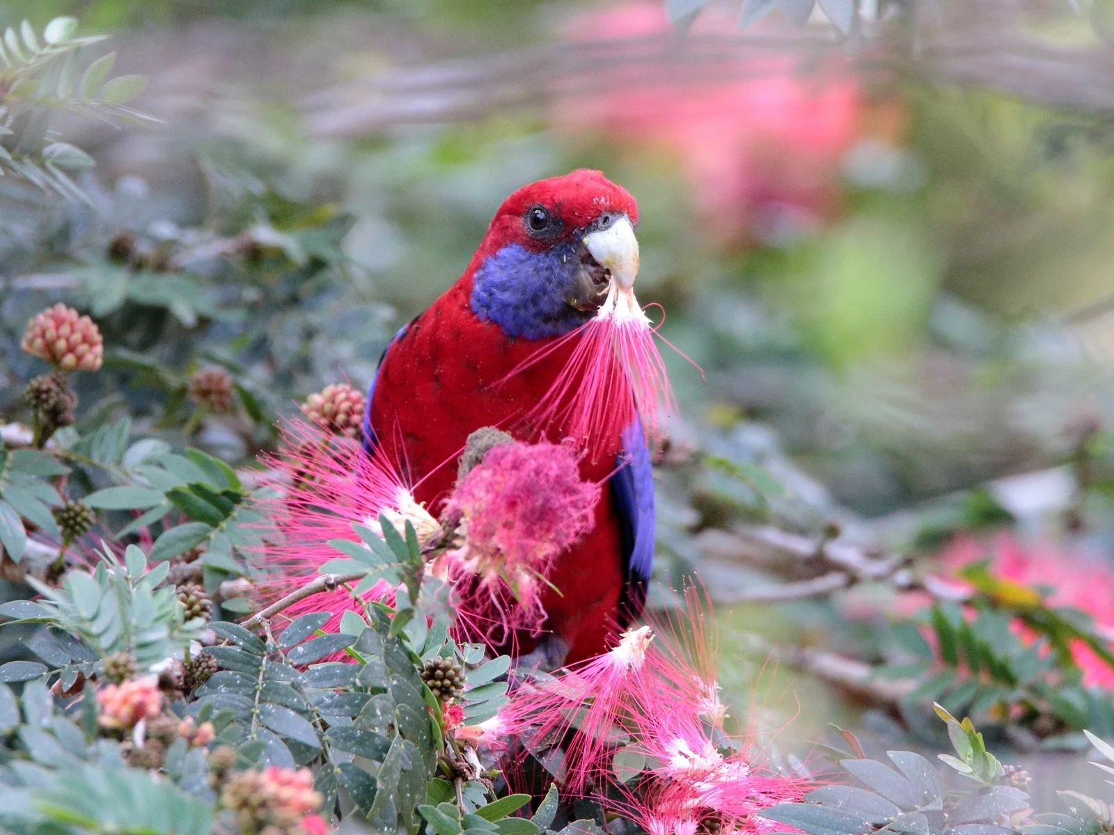 Crimson Rosella
