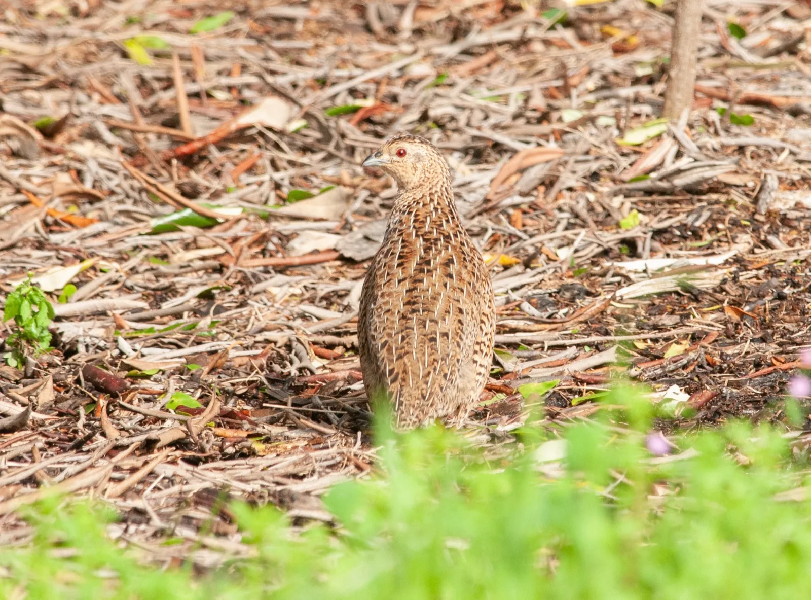 Brown Quail