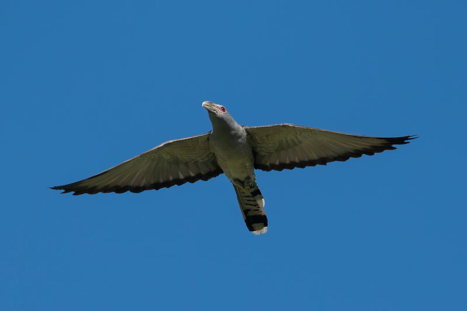 Channel-billed Cuckoo