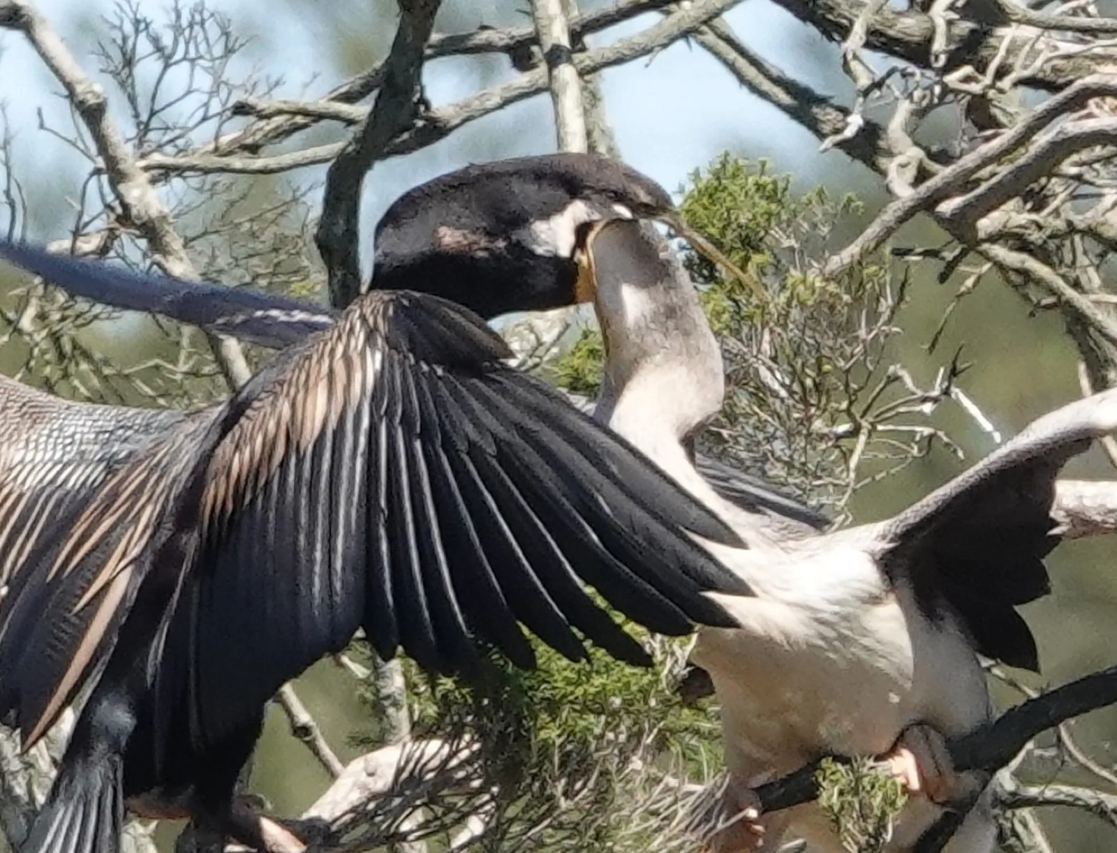 Australasian Darter
