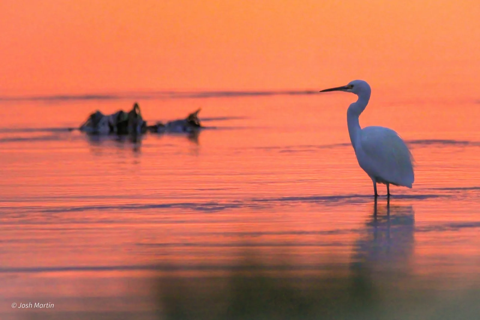 Little Egret