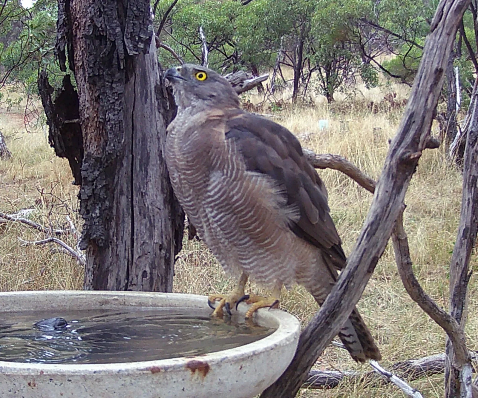 Brown Goshawk
