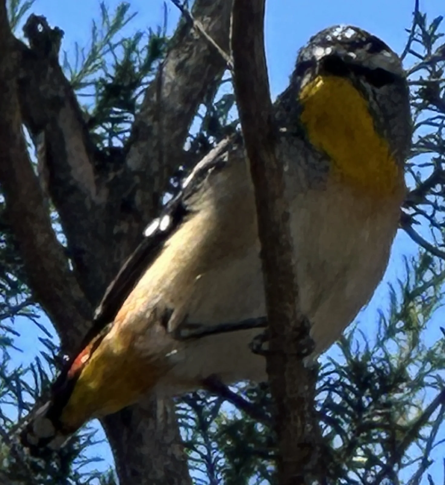 Spotted Pardalote