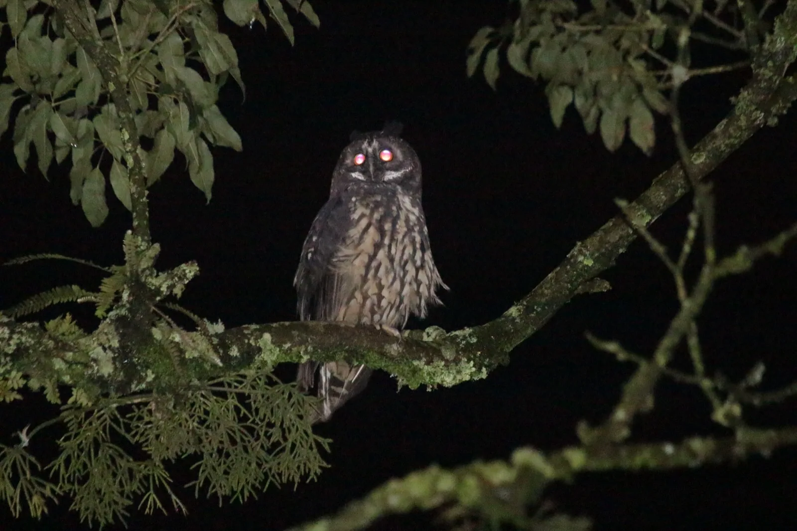 Stygian Owl