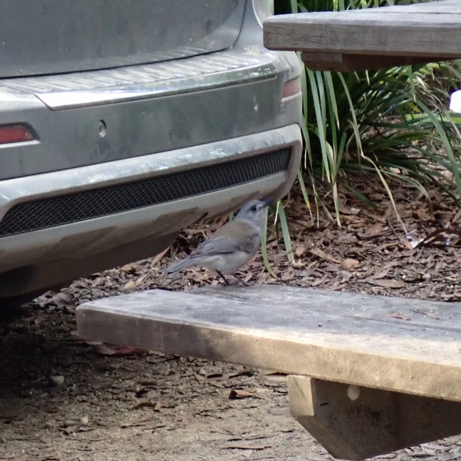 Grey Shrikethrush