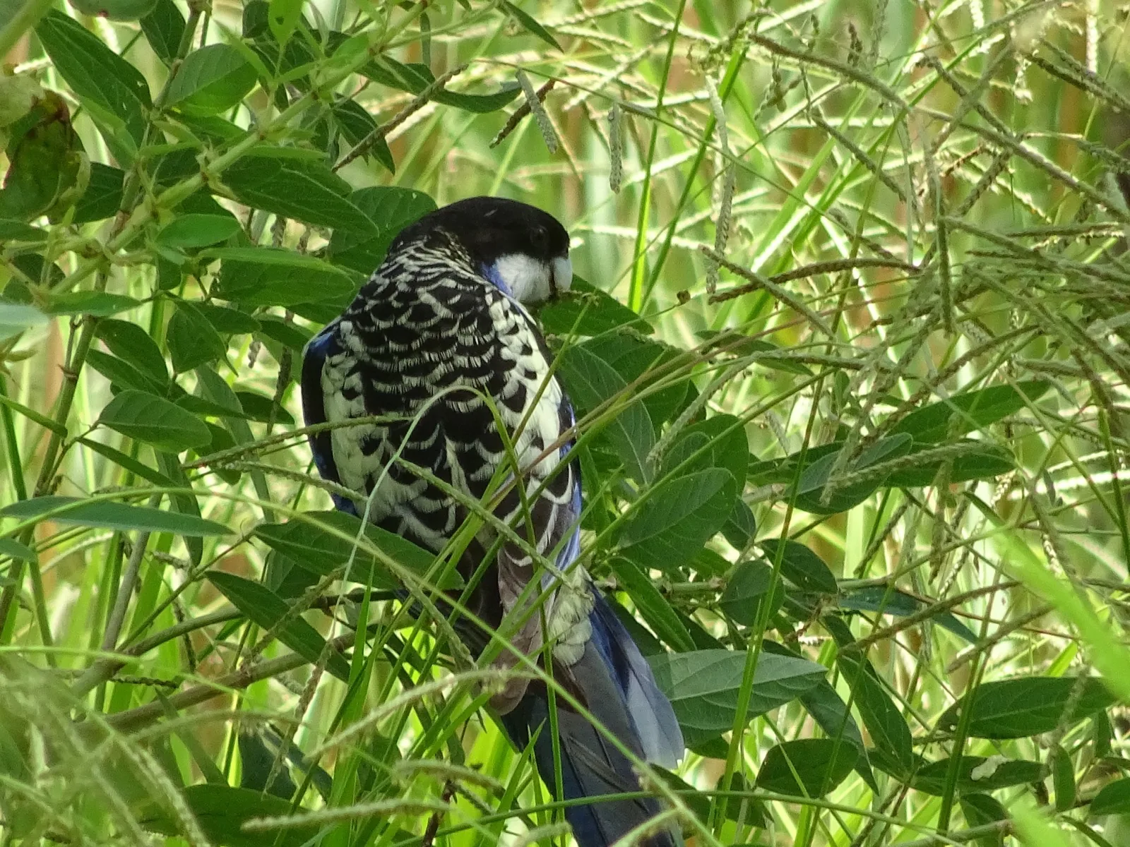 Northern Rosella