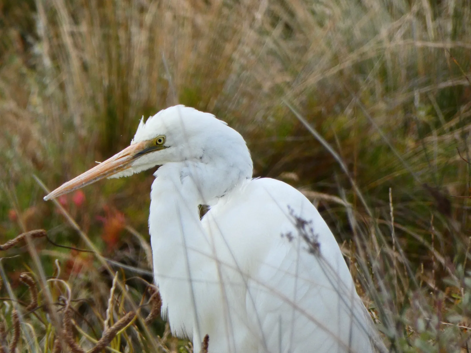 Great Egret