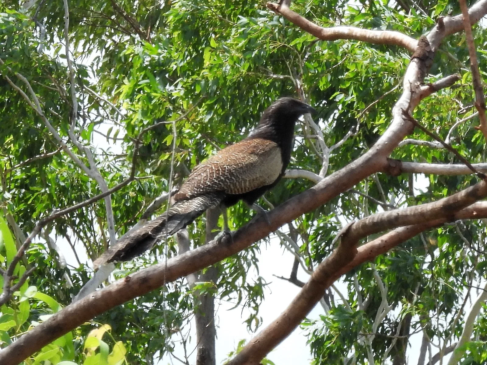 Pheasant Coucal